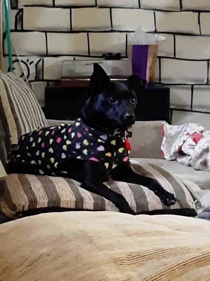Cachorro ra a  idade 2 anos nome Não sei 