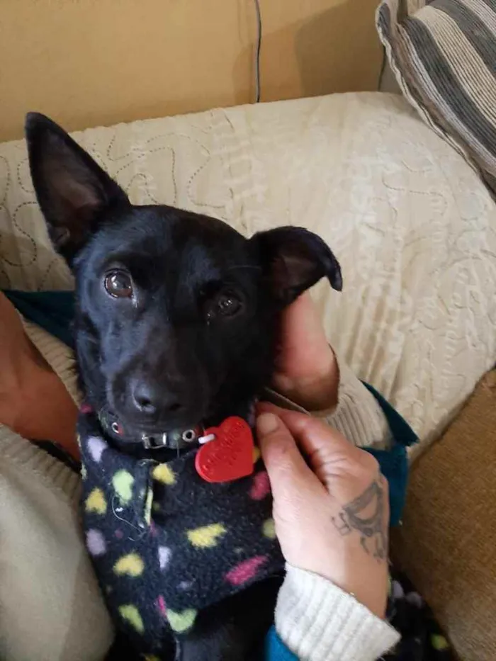 Cachorro ra a  idade 2 anos nome Não sei 