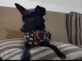 Não sei 