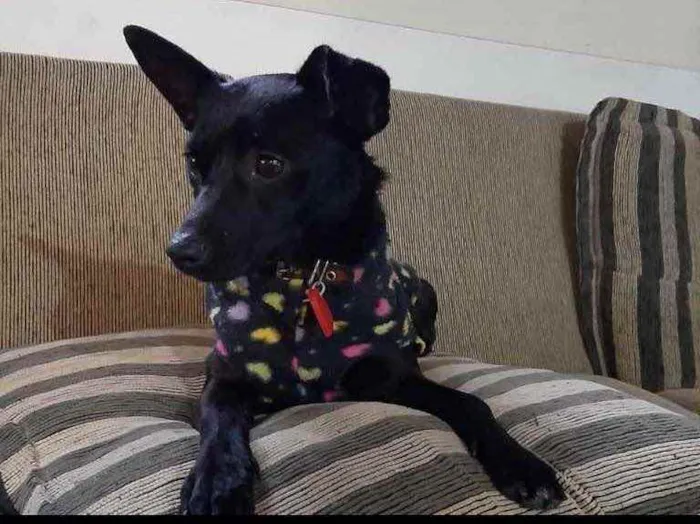 Cachorro ra a  idade 2 anos nome Não sei 