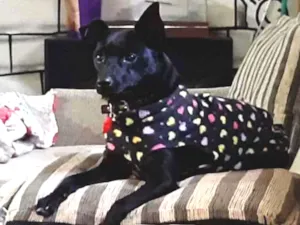 Cachorro raça  idade 2 anos nome Não sei 