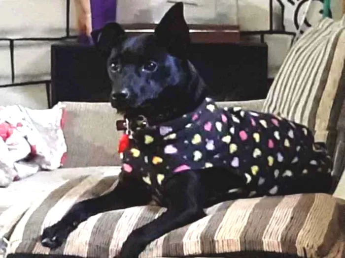 Cachorro ra a  idade 2 anos nome Não sei 