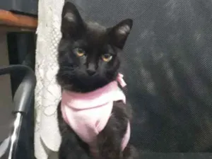 Gato raça S/D idade 2 a 6 meses nome Nina