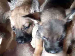 Cachorro raça Srd idade Abaixo de 2 meses nome Filhotes