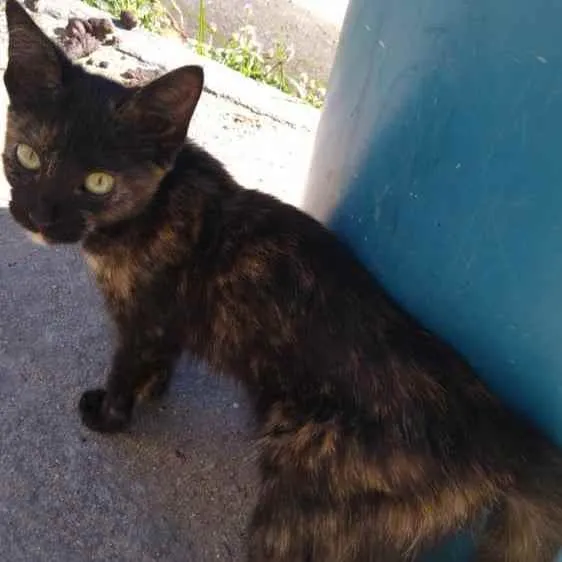 Gato ra a Srd idade 1 ano nome Tina