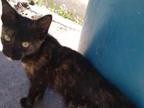 Gato ra a Srd idade 1 ano nome Tina