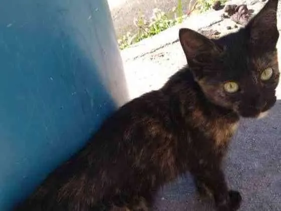 Gato ra a Srd idade 1 ano nome Tina