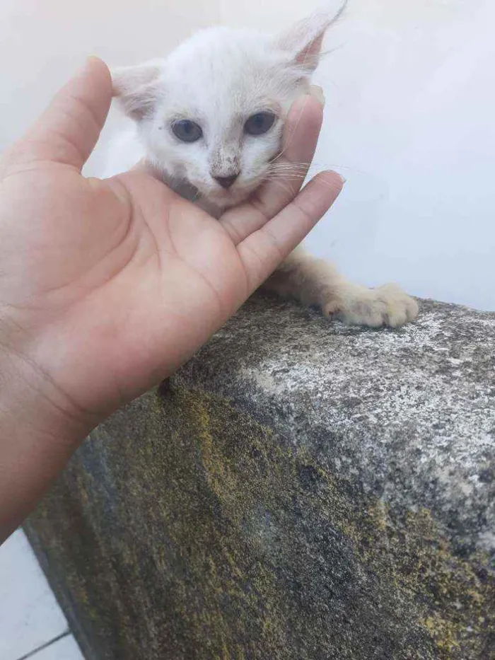 Gato ra a Vira lata idade 2 a 6 meses nome Sem nome