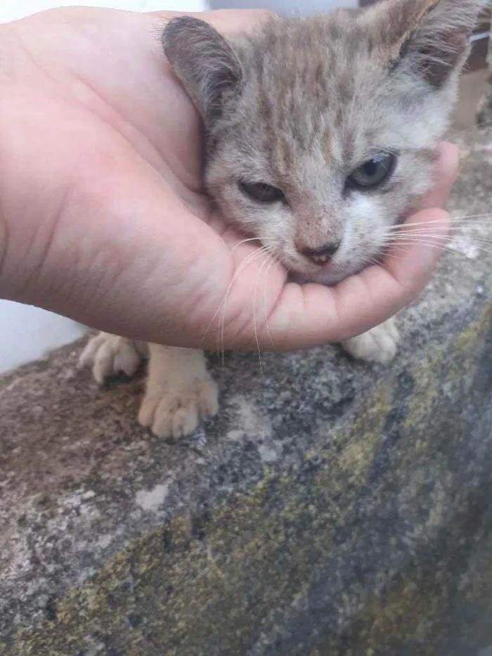 Gato ra a Vira lata idade 2 a 6 meses nome Sem nome