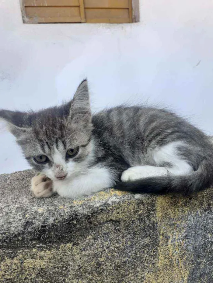 Gato ra a Vira lata idade 2 a 6 meses nome Sem nome