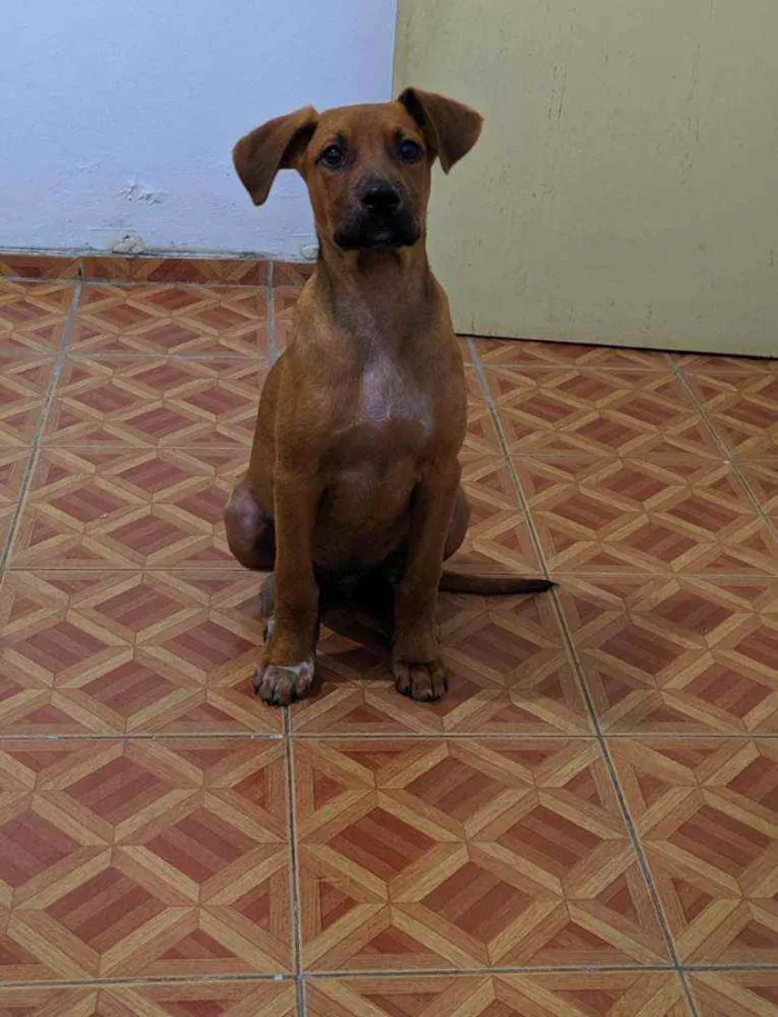 Cachorro ra a SRD idade 2 a 6 meses nome Cedrico