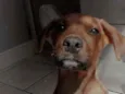 Cedrico