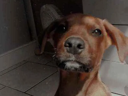 Cachorro ra a SRD idade 2 a 6 meses nome Cedrico