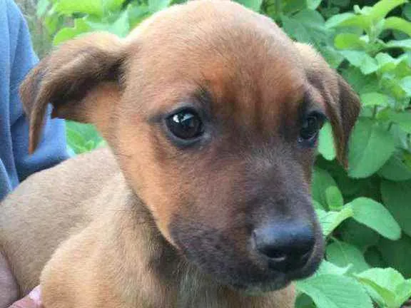 Cachorro ra a SRD idade 2 a 6 meses nome Cedrico