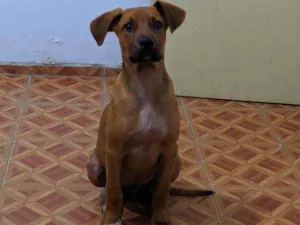 Cachorro raça SRD idade 2 a 6 meses nome Cedrico