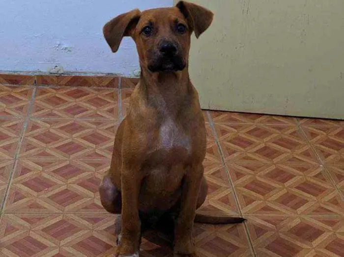 Cachorro ra a SRD idade 2 a 6 meses nome Cedrico