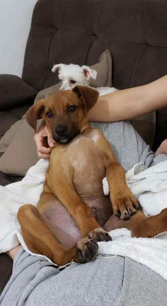 Cachorro ra a SRD idade 2 a 6 meses nome Cedrico