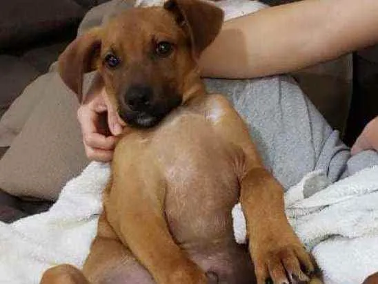 Cachorro ra a SRD idade 2 a 6 meses nome Cedrico