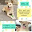 Chico