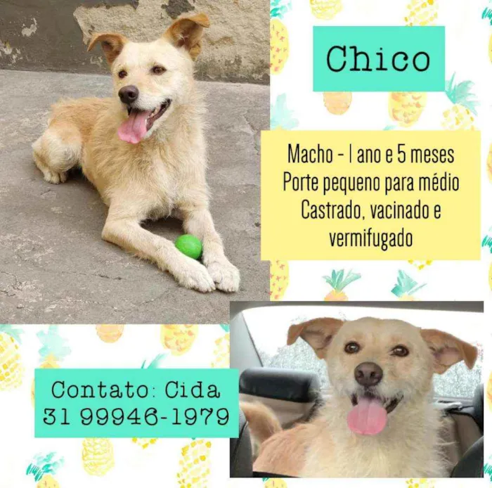 Cachorro raça SRD idade 1 ano nome Chico