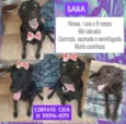 Sara