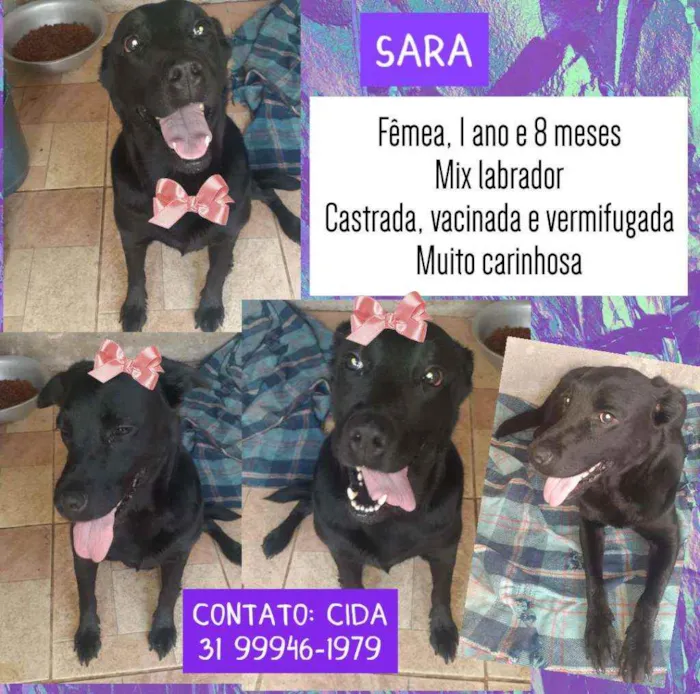 Cachorro raça SRD idade 1 ano nome Sara
