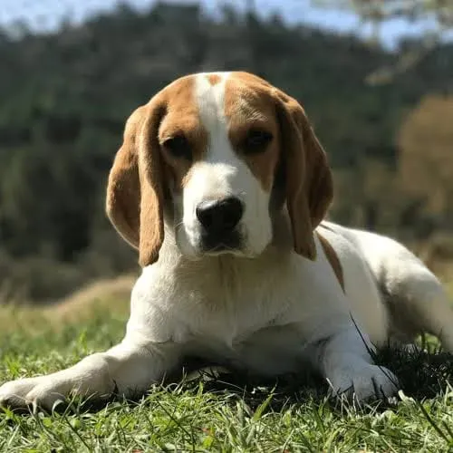 Cachorro ra a misturada  idade 3 anos nome tor