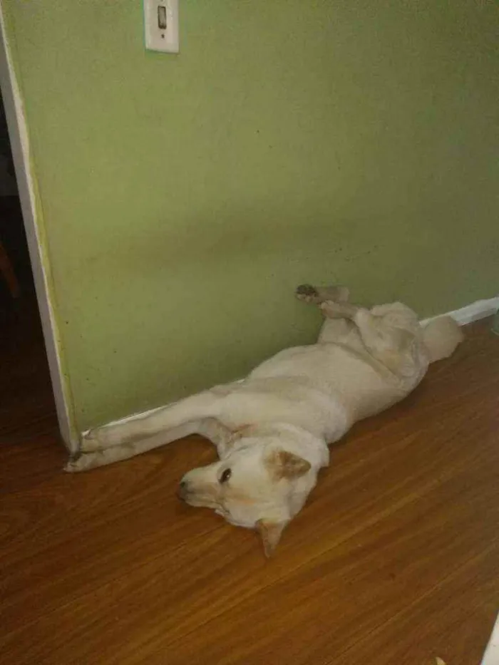 Cachorro raça Akita idade 3 anos nome Tróia 