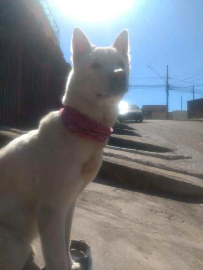Cachorro raça Akita idade 3 anos nome Tróia 