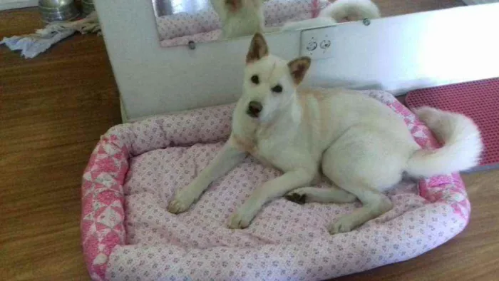 Cachorro raça Akita idade 3 anos nome Tróia 