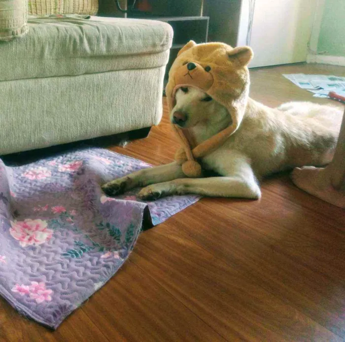 Cachorro raça Akita idade 3 anos nome Tróia 