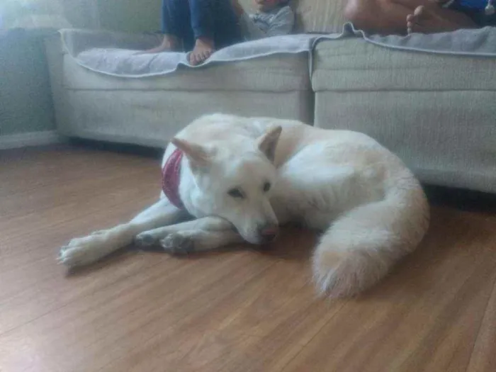 Cachorro raça Akita idade 3 anos nome Tróia 