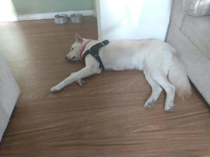 Cachorro raça Akita idade 3 anos nome Tróia 