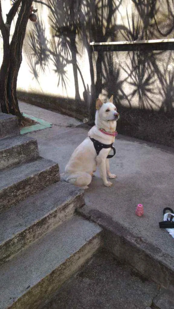 Cachorro raça Akita idade 3 anos nome Tróia 