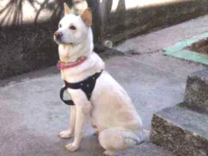 Cachorro raça Akita idade 3 anos nome Tróia 