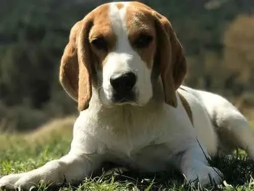 Cachorro ra a misturada  idade 3 anos nome tor