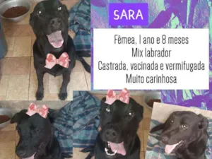 Cachorro raça SRD idade 1 ano nome Sara