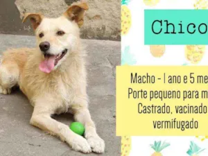 Cachorro raça SRD idade 1 ano nome Chico