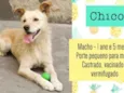 Chico