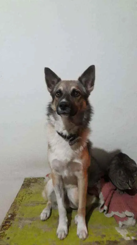 Cachorro ra a Sem raça idade 1 ano nome Tob