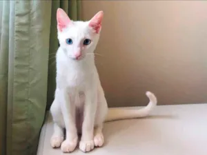 Gato raça SRD-ViraLata idade 2 a 6 meses nome Freddy