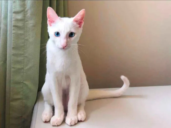Gato ra a SRD-ViraLata idade 2 a 6 meses nome Freddy