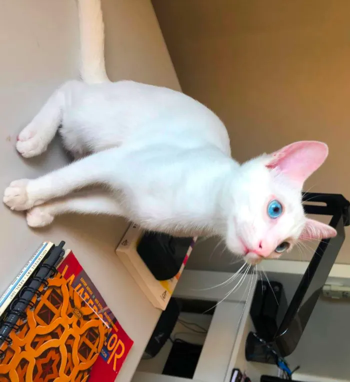 Gato ra a SRD-ViraLata idade 2 a 6 meses nome Freddy