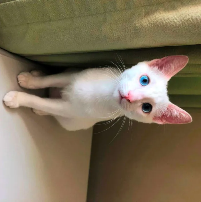 Gato ra a SRD-ViraLata idade 2 a 6 meses nome Freddy