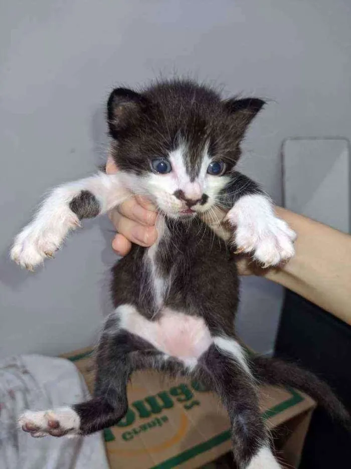 Gato ra a  idade Abaixo de 2 meses nome Frajola, Pretinho...