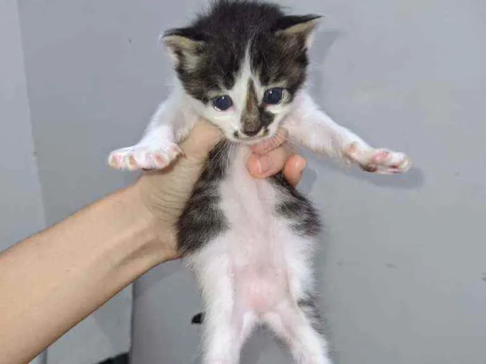 Gato ra a  idade Abaixo de 2 meses nome Frajola, Pretinho...