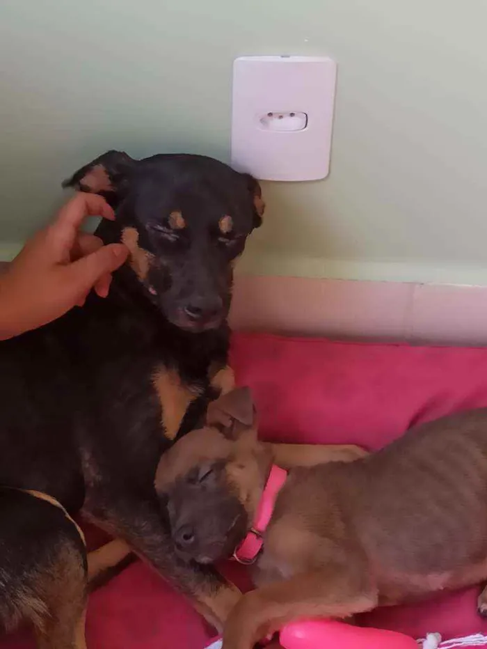 Cachorro ra a SRD idade 1 ano nome Nala