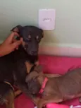 Nala