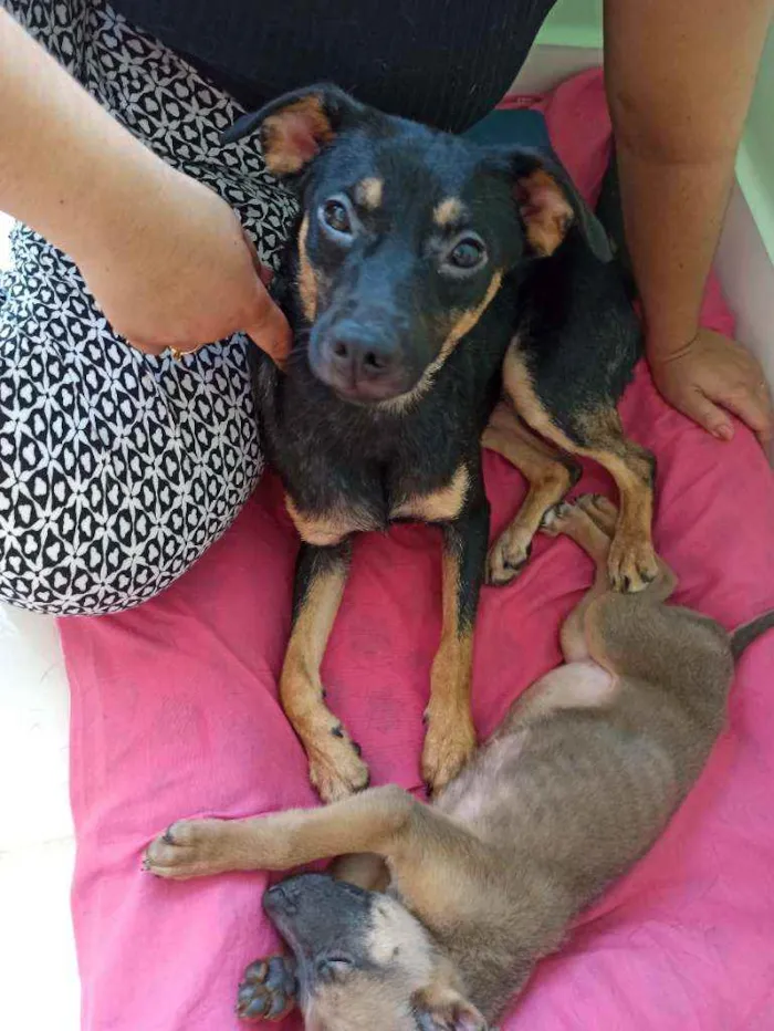 Cachorro ra a SRD idade 1 ano nome Nala