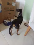 Nala